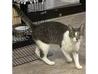 Adopt Meowy Martin a Brown or Chocolate Domestic Shorthair / Mixed cat in