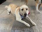 Adopt Matilda (SC) a Labrador Retriever dog in San Angelo, TX (38781191)