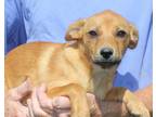 Adopt toffee a Red/Golden/Orange/Chestnut - with White Shepherd (Unknown Type) /