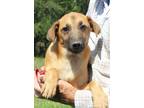 Adopt Tack a Red/Golden/Orange/Chestnut Shepherd (Unknown Type) / Mixed Breed
