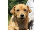 Adopt Tilly a Brown/Chocolate - with Black Shepherd (Unknown Type) / Mixed dog