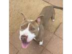 Adopt Happy a Tan/Yellow/Fawn Pit Bull Terrier / Mixed dog in Galveston