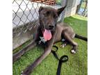 Adopt Ozzy a Black Husky / Shepherd (Unknown Type) / Mixed dog in Galveston