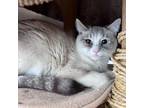 Adopt Alice a Tiger Striped Domestic Shorthair / Mixed cat in Kanab