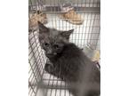 Adopt 53841659 a All Black Domestic Shorthair / Domestic Shorthair / Mixed cat