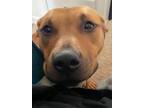 Adopt Wiley a Tan/Yellow/Fawn American Pit Bull Terrier / American Staffordshire