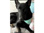 Adopt Jasper - courtesy post a Black German Shepherd Dog / Mixed dog in Solon