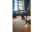 Adopt boyo a Brindle Mutt / Mixed dog in Clayton, OK (38780112)