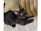 Adopt Storm a All Black Domestic Shorthair / Mixed cat in Sparta, WI (38780074)