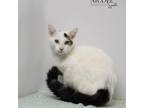 Adopt Eminem a White Domestic Shorthair / Mixed cat in Madisonville