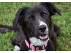 Adopt Spritz a Black - with White Great Pyrenees / Mixed dog in Tulsa