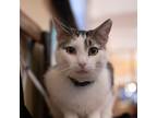 Adopt Wilby a White (Mostly) Domestic Shorthair / Mixed (short coat) cat in