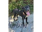 Adopt Robin 27479 a Black Pit Bull Terrier dog in Joplin, MO (38779852)