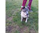 Adopt Bismark aka Biscuit a Gray/Silver/Salt & Pepper - with White Terrier