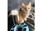 Adopt Nestor a Tan or Fawn Domestic Shorthair (short coat) cat in Riverside