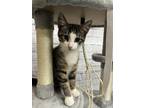 Adopt Tabitha a Gray, Blue or Silver Tabby Domestic Shorthair (short coat) cat