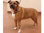 Adopt 81314 Lyla a Tan/Yellow/Fawn Mixed Breed (Medium) / Mixed dog in Spanish