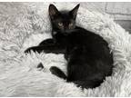 Adopt Bikini a Black & White or Tuxedo Domestic Shorthair (short coat) cat in