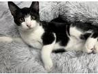 Adopt Jasper a Black & White or Tuxedo Domestic Shorthair (short coat) cat in