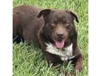 Adopt Melvin a Brown/Chocolate Labrador Retriever / Mixed dog in Corpus Christi