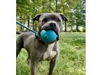 Adopt Billy a Gray/Blue/Silver/Salt & Pepper American Pit Bull Terrier / Mixed