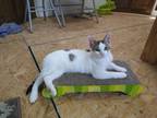Adopt Lily a White (Mostly) Abyssinian / Mixed cat in Mobile, AL (38779366)