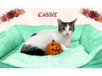 Adopt Cassie Salz a Brown or Chocolate Domestic Shorthair / Domestic Shorthair /