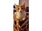 Adopt Crypto Salz a Orange or Red Domestic Shorthair / Domestic Shorthair /