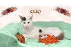 Adopt Cleo Salz a White Domestic Shorthair / Domestic Shorthair / Mixed cat in