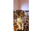 Adopt Calisto Salz a White Domestic Shorthair / Domestic Shorthair / Mixed cat