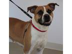 Adopt Dixie a Tan/Yellow/Fawn Boxer / Mixed dog in Urbana, IL (38779054)