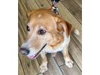 Adopt Bo a Labrador Retriever / Mixed dog in Henderson, KY (38778985)