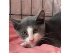 Adopt Slate 2023 a Gray or Blue Domestic Shorthair / Mixed cat in Bensalem