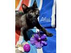 Adopt Atlas a Black & White or Tuxedo Domestic Shorthair (short coat) cat in New