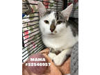 Adopt Mom Cat - # 9 a Gray or Blue Domestic Shorthair / Mixed Breed (Medium) /