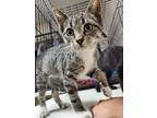 Adopt Dorthy a Brown or Chocolate Domestic Shorthair / Domestic Shorthair /