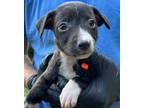 Adopt Larry a Black - with White Labrador Retriever / Mixed dog in Colonial
