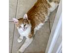 Adopt Felicia a Orange or Red (Mostly) Domestic Shorthair (short coat) cat in