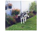 Adopt Nanuk II a Black - with White Siberian Husky / Mixed dog in Seminole