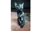 Adopt Pearl MS a Brown or Chocolate Domestic Shorthair / Domestic Shorthair /