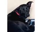 Adopt Star a Black Shepherd (Unknown Type) / Rottweiler / Mixed dog in Baton