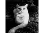 Adopt Casper a White Domestic Shorthair (short coat) cat in Novato