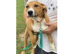 Adopt Cooper a Tan/Yellow/Fawn - with White Hound (Unknown Type) / Mixed Breed