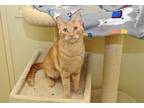 Adopt Mick Dundee a Orange or Red Tabby Domestic Shorthair (short coat) cat in