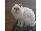 Adopt Snowball a Gray or Blue Domestic Mediumhair / Mixed cat in Rifle