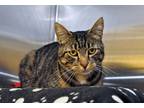 Adopt Kermit a Brown Tabby Domestic Shorthair (short coat) cat in Coupeville