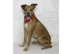 Adopt Nala a Tan/Yellow/Fawn Boxer / Mixed dog in Salina, KS (38777695)