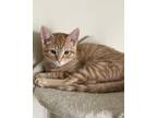 Adopt Michelangelo a Orange or Red Tabby Domestic Shorthair (short coat) cat in