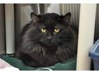 Adopt Danny Phantom a All Black Domestic Longhair (long coat) cat in Coupeville
