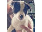 Adopt Eloise a White - with Black St. Bernard / Mixed Breed (Large) / Mixed dog